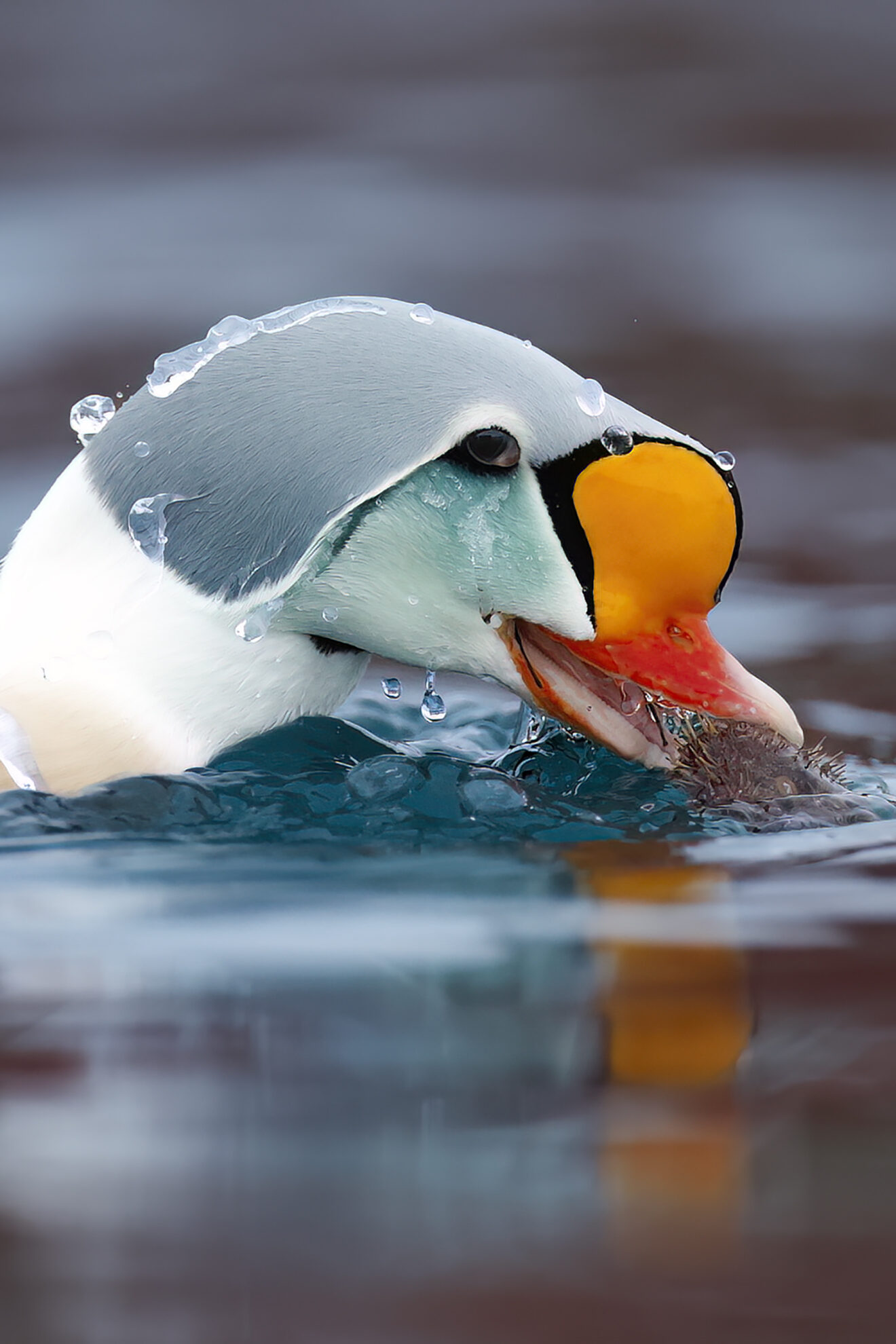 Eider-10.jpg