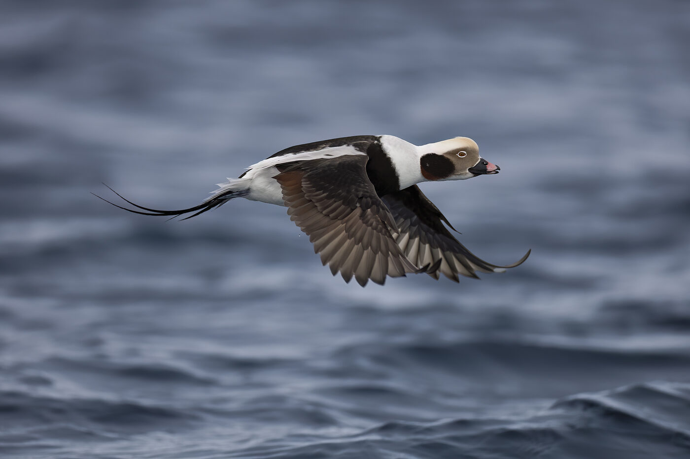 Eider-11.jpg