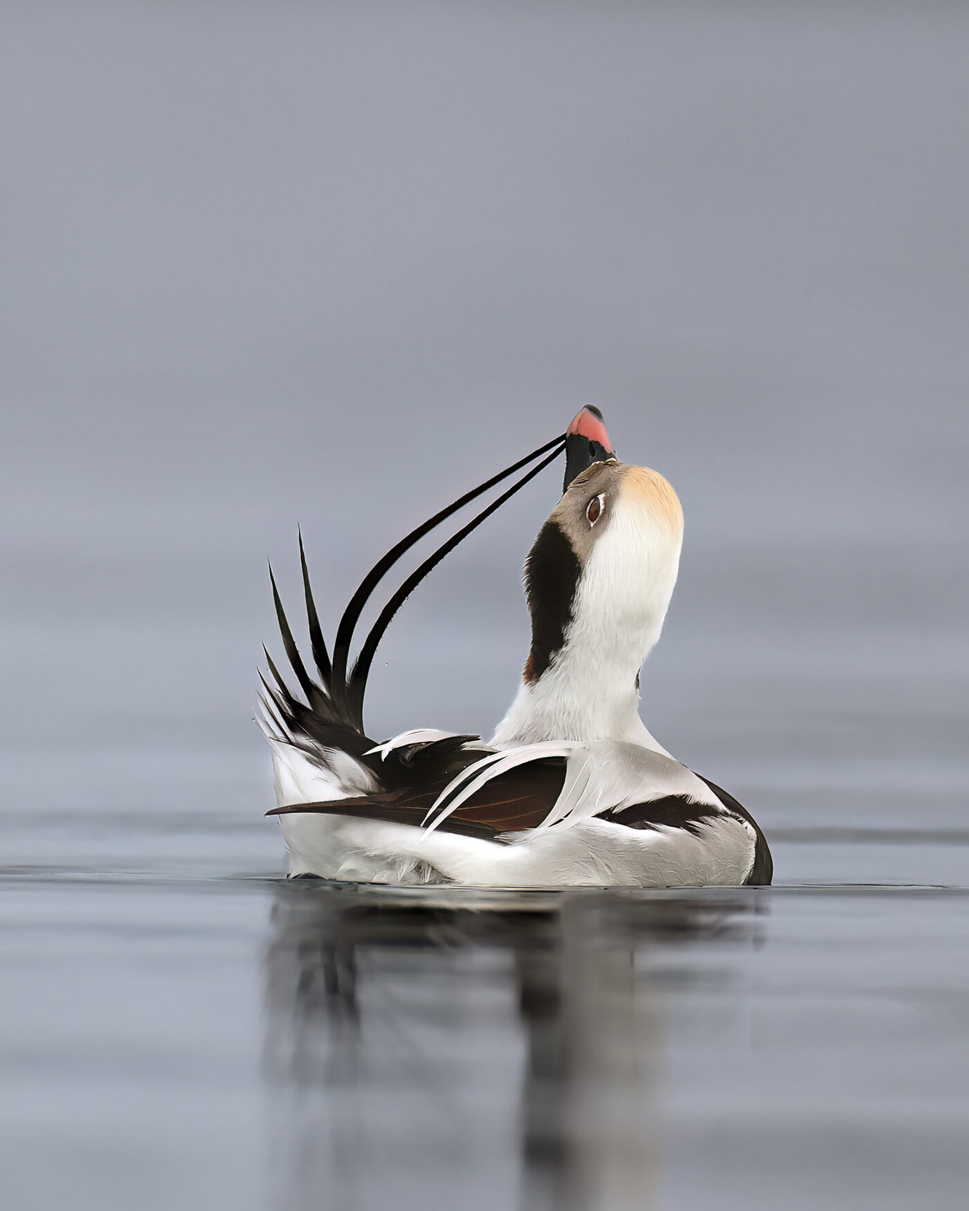 Eider-12.jpg