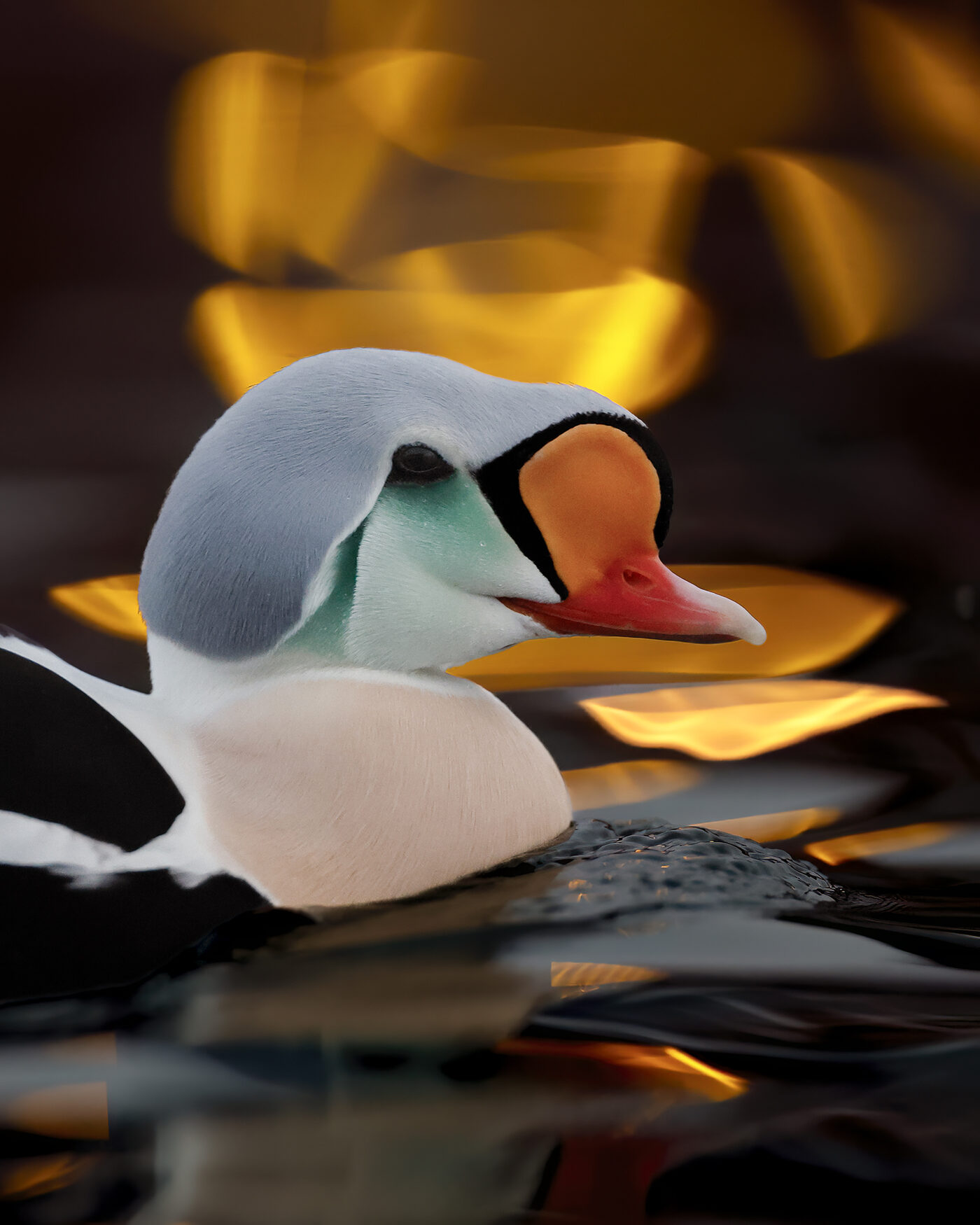 Eider-13.jpg