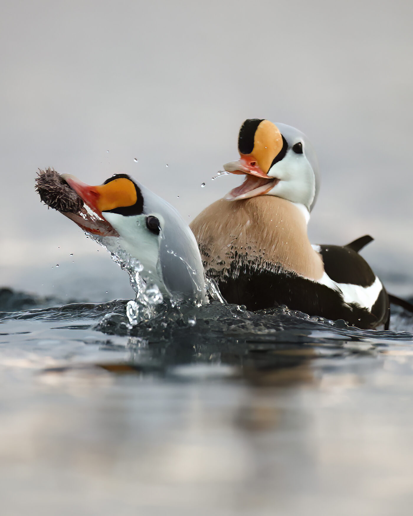 Eider-14.jpg