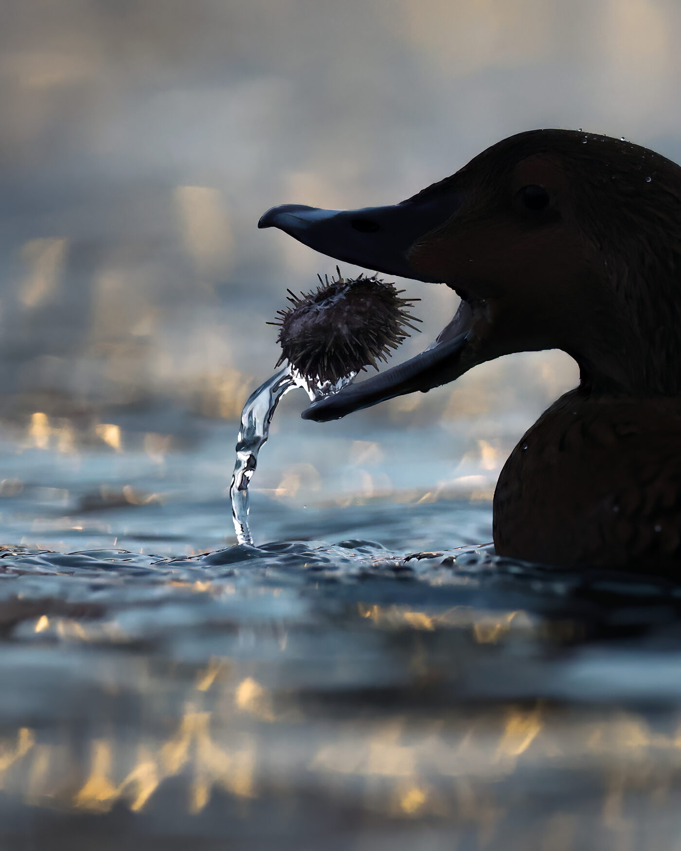 Eider-15.jpg