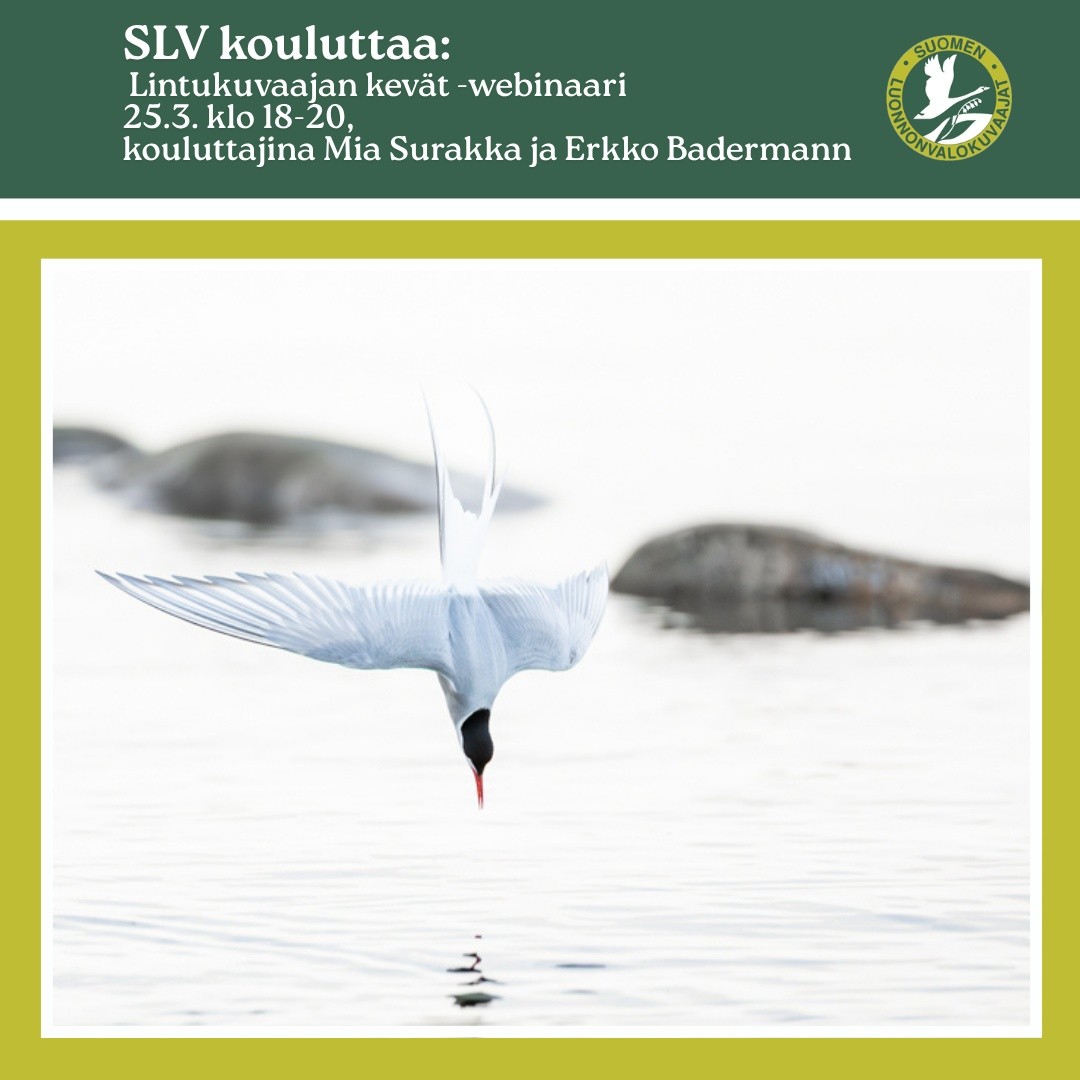 Lintukuvawebinaari: Lintukuvaajan kevät