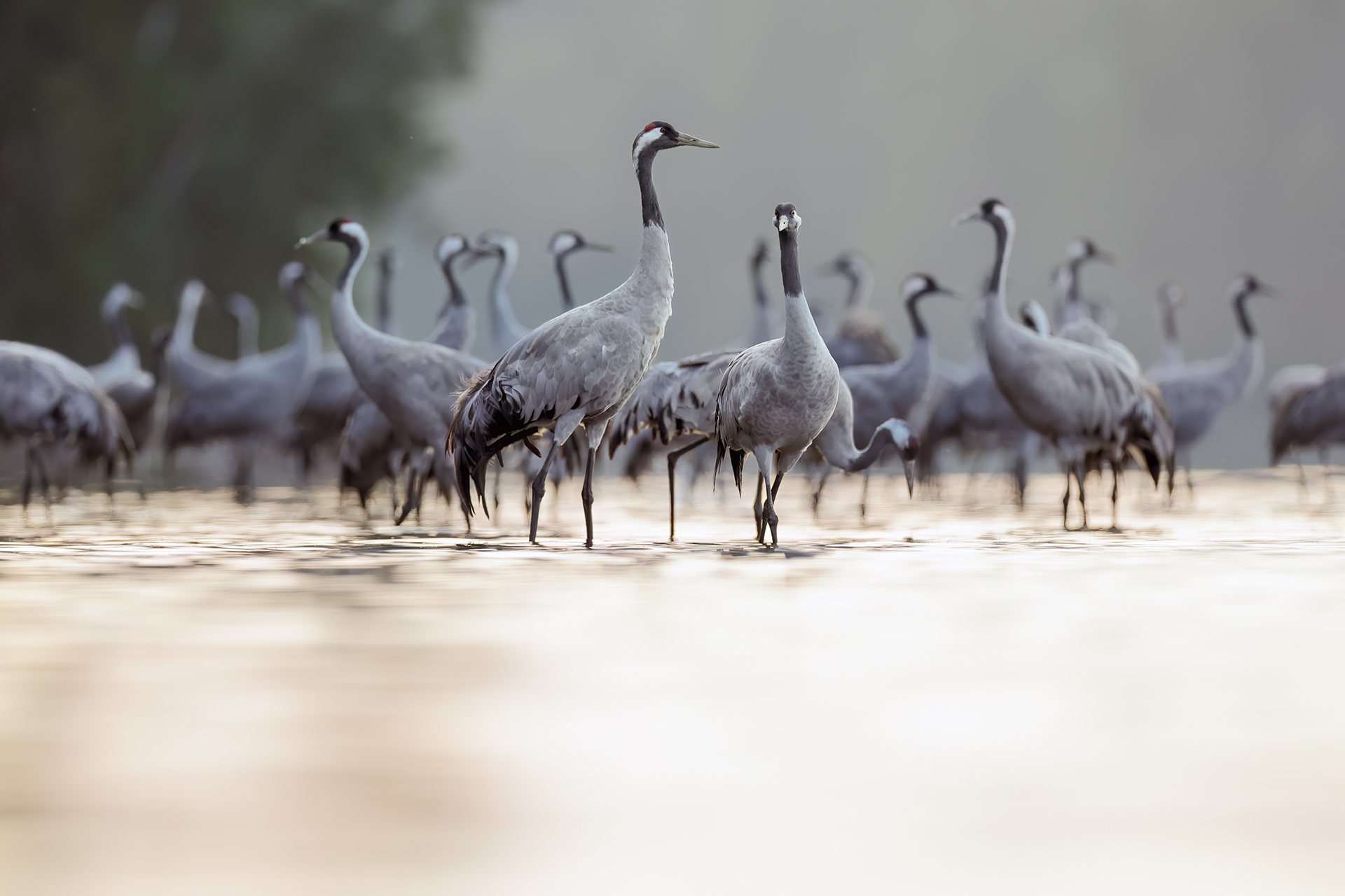 Cranes