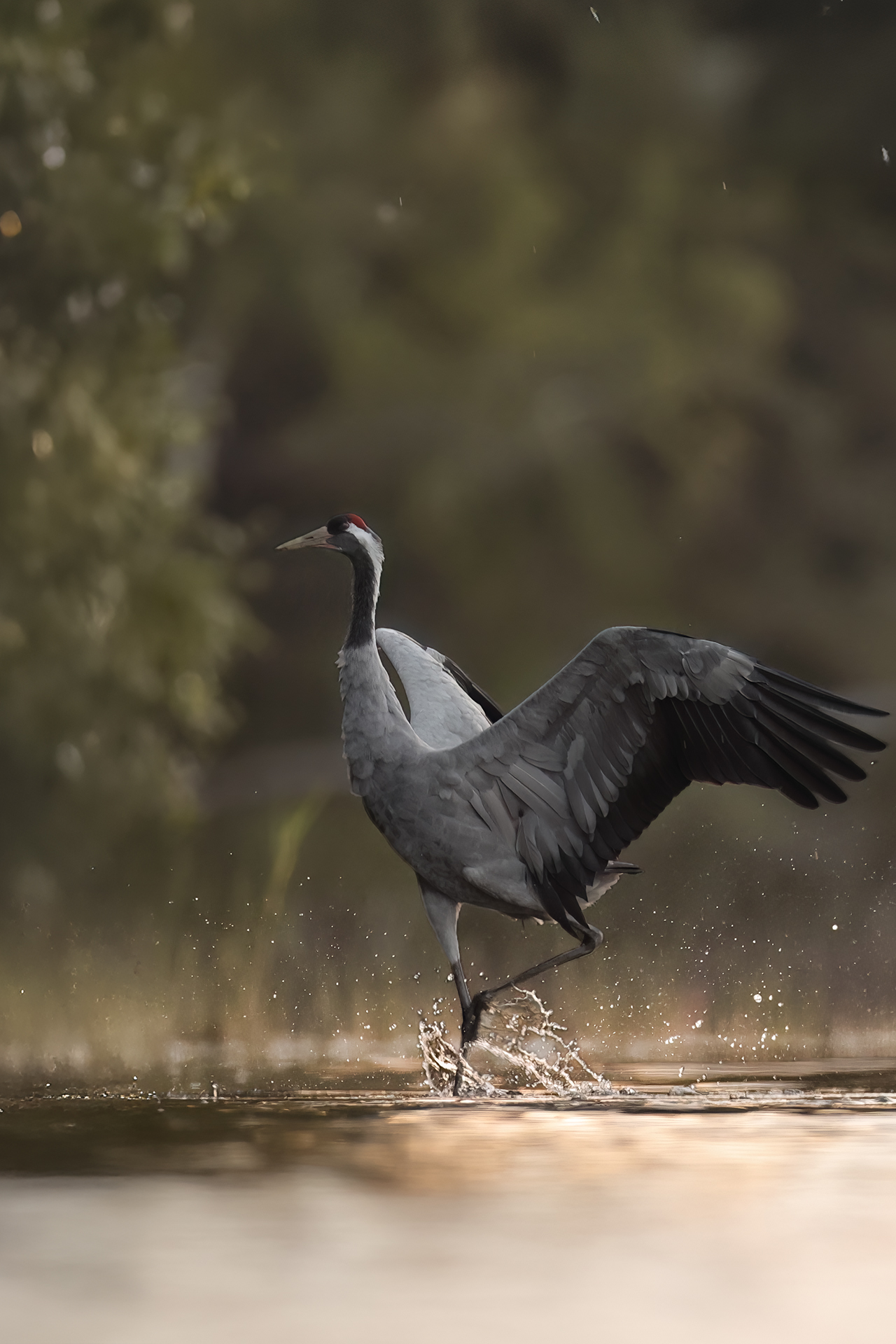 Kurkijuttuja – Luontokeskus Haltia (juliste/kuva)